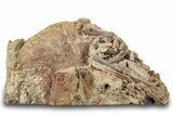 Sandstone with Dinosaur Tooth, Tendons & Bones - Wyoming #265511-1